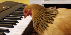 Sau 2 tuần huấn luyện, gà mái chơi đàn piano điêu luyện như người