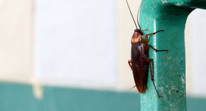 Rùng mình xem bác sỹ gắp con gián sống ra khỏi đầu bệnh nhân