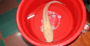 Đổ xô đi xem cá trê vàng 'khủng' ở Đà Nẵng