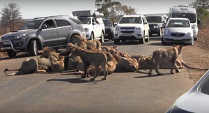Nam Phi: Kẹt xe nghiêm trọng do đàn sư tử 'liên hoan' giữa đường