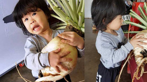 Đã mắt ngắm củ cải trắng khổng lồ, to gần bằng em bé