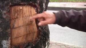 Cận cảnh vết đục khoét nham nhở trên hàng loạt thân cây cổ thụ gây xôn xao Hà Nội