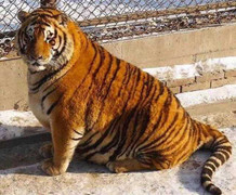 Hổ béo phì sau Tết ở Trung Quốc