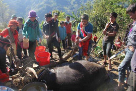 Lễ hội đâm trâu 9 năm mới có 1 lần ở miền núi Quảng Nam