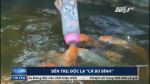 Tròn mắt xem cá bú bình như em bé ở Bến Tre