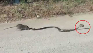 Chuột mẹ quyết chiến dữ dội, giải cứu chuột con từ miệng rắn