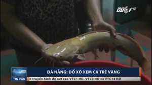Clip: Mục sở thị cá trê vàng quý hiếm nặng gần 2kg ở Đà Nẵng