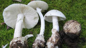 Cả gia đình 9 người ngộ độc nấm chỉ còn 1 người sống sót