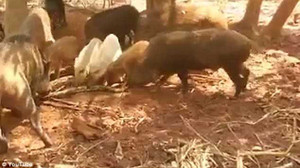 Đàn lợn rừng truy sát trăn khổng lồ trả thù cho đồng loại