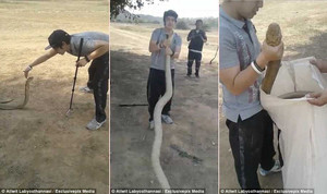 Rùng mình xem thanh niên tay không bắt rắn hổ mang chúa kịch độc