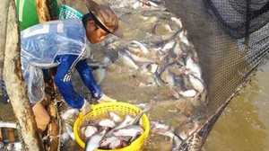 Chuyện khó tin về lão ngư sống nhờ... tiếng cá kêu