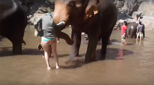 Nữ du khách bị hất tung người khi tắm cho voi