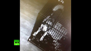 Clip: Chú chó thông minh phá lồng sắt, rủ bạn đào tẩu khỏi phòng khám thú y