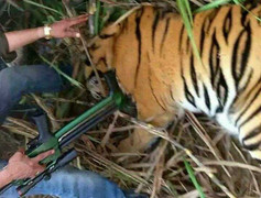 Dân làng vây bắt hổ dữ chuyên ăn thịt người