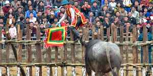'Ông trâu' đuổi trọng tài ra khỏi sân, không chịu rời đấu trường khi thua trận
