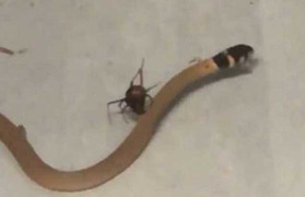 Clip: Rắn nâu giãy giụa tuyệt vọng trong lưới của nhện độc lưng đỏ