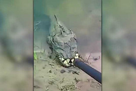 Sinh vật có hàm răng sắc nhọn kỳ dị xuất hiện ở Ukraine