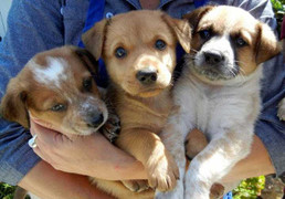 Từ nay, nuôi chó phải khai báo với chính quyền địa phương