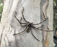 Cận cảnh nhện khổng lồ, dài đến 16 cm ở Australia