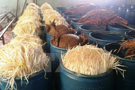 Kinh hãi công nghệ sản xuất giá đỗ 'siêu tốc' bằng hóa chất lạ