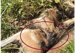 Trăn khổng lồ chết vì 'hóc' chuột túi