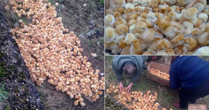 Clip: 1.000 chú gà con kêu gào thảm thiết khi bị bỏ rơi giữa cánh đồng