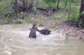 Clip: Cả gan tấn công kangaroo, chó đen nhận cái kết 'đắng'