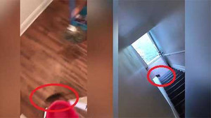 Clip chú chuột bị đuổi ra khỏi nhà tàn bạo khiến dân mạng tranh cãi