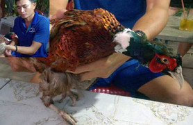 Bắt được chim lạ, nghi là loài hiếm trong sách đỏ