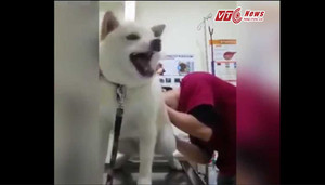 Phì cười phản ứng 'bá đạo' của chú chó trong lần đầu đi chích ngừa