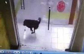 Phì cười clip mải truy đuổi mèo, chó đâm đầu vào cửa kính