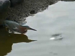 Tròn mắt xem chim diệc thông minh dùng bánh mì câu cá