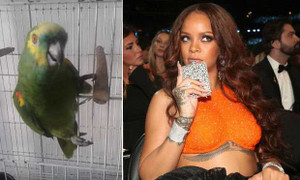 Chú vẹt có giọng ca đỉnh cao được ví như Rihanna
