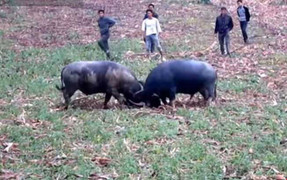 Can 2 con trâu húc nhau, chủ bị trâu húc chết