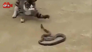 Clip: Mèo khiêu chiến, ngoạm sống rắn trong vòng 1 phút