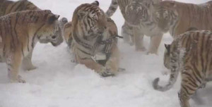 Đàn hổ Siberia mập mạp 'làm thịt' camera bay