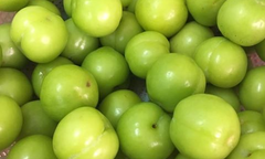 Mận, mơ, nhót đầu mùa giá 150.000 đồng/kg, người mua bị hớ nặng