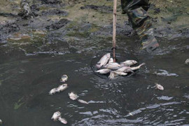 Cá chết nổi trắng kênh ở Đà Nẵng