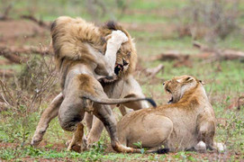 Clip: Sư tử đực đại chiến dữ dội tranh giành bạn tình