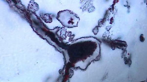 Phát hiện bằng chứng 4 tỷ năm về sự sống trên Trái Đất