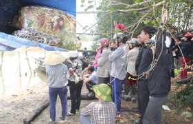 Cả làng kéo nhau đến xem 'cụ rùa' quý hiếm nặng 50kg