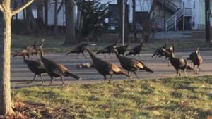 Đàn gà tây làm 'nghi lễ' kỳ quặc tiễn đưa mèo xấu số gây sốc cộng đồng mạng