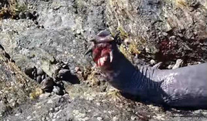 Cận cảnh thuỷ quái gớm ghiếc đến cá mập, cá voi cũng phát sợ