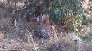 Cuộc chạm trán sinh tử giữa trăn đá khổng lồ Châu Phi và mẹ con báo đốm