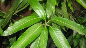 Lá xoài: 'Thần dược' chữa nhiều bệnh ít người biết