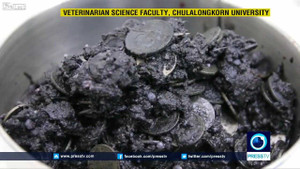 Video: Mổ bụng rùa, bác sĩ sửng sốt gắp ra... 1.000 đồng xu