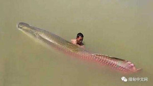 Bắt được cá Amazon khổng lồ giá 3,3 tỷ đồng trong ao chùa