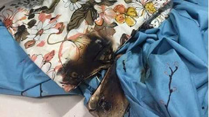 Samsung Galaxy S7 Edge phát nổ trên giường