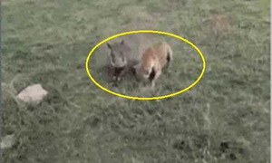 Bị đeo bám, lợn rừng mẹ 'điên tiết' dạy cho linh cẩu một bài học