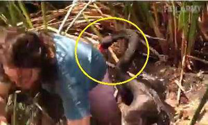 Bi hài những vụ động vật nổi khùng tấn công người